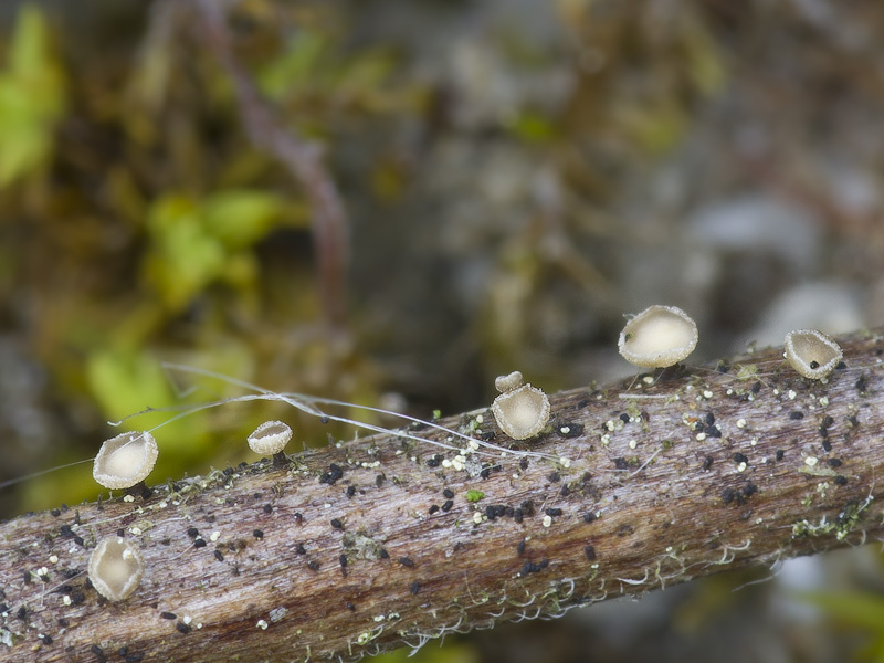 Cyathicula cacaliae